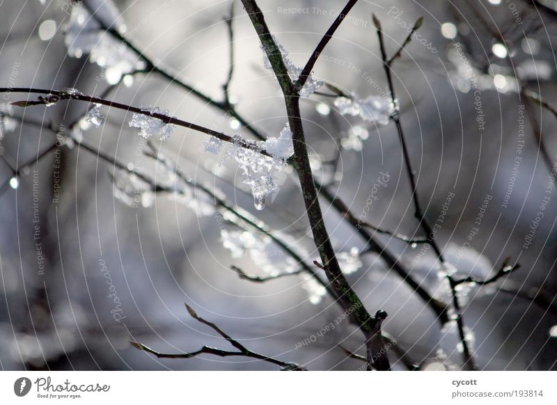 Icy branch Nature Animal Winter Weather Ice Frost Tree Freeze Glittering Cold Branch Colour photo Exterior shot Day Shallow depth of field Central perspective