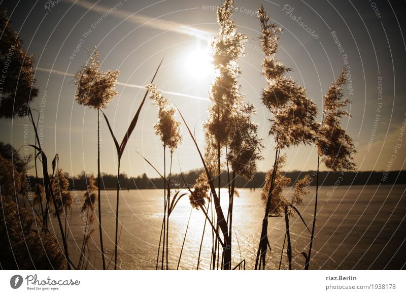 snap Art Cloudless sky Sun Winter Grass Bushes Fishing village Small Town Deserted Relaxation Uniqueness Culture Sustainability Nature Innocent Subdued colour