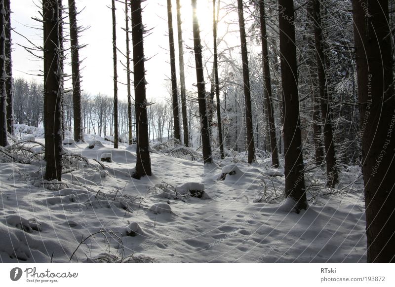 winter shadow Winter Snow Sunlight Tree Forest brake Germany Europe Relaxation Culture Life Style Moody Black & white photo Exterior shot Day Light Shadow