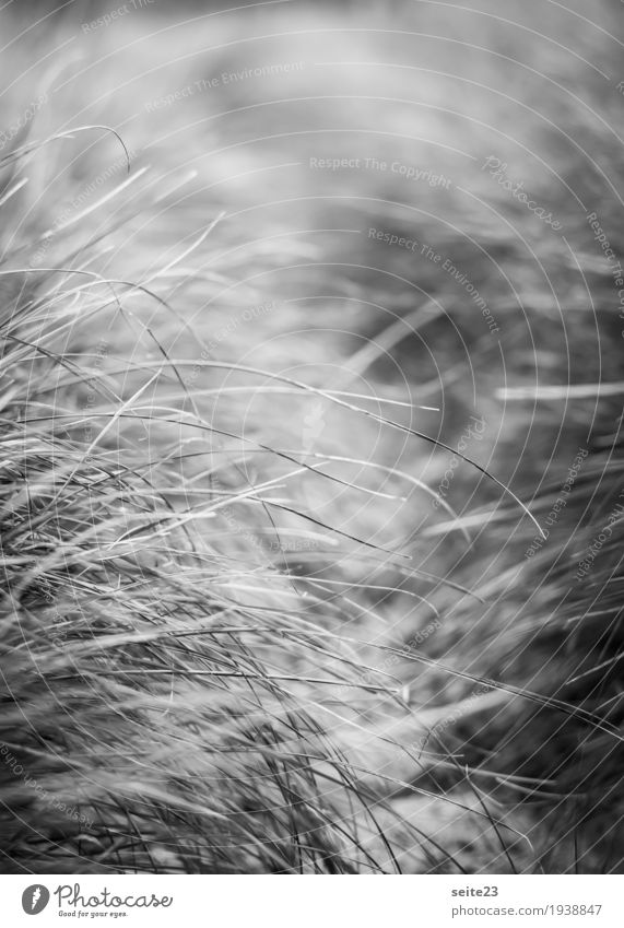 grass Plant Grass Bushes Wild plant Coast Lakeside Beach North Sea Hiking Thin Point Gray Black White Black & white photo Exterior shot Close-up Day Light