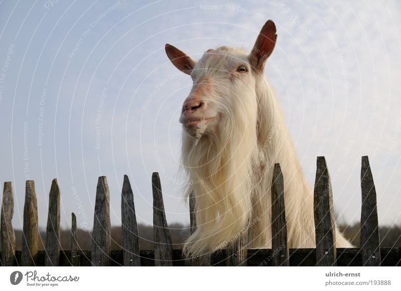 beard Animal Farm animal Animal face 1 Observe Funny White Willpower Attentive Watchfulness Wanderlust Colour photo Subdued colour Close-up Copy Space left Day