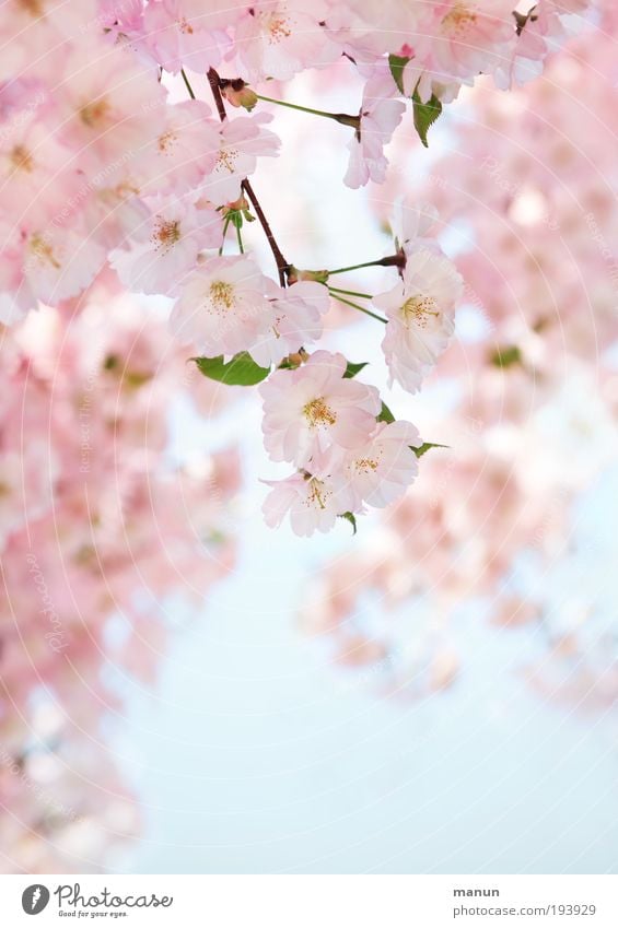 cherry blossom Senses Relaxation Fragrance Baptism Gardening Market garden Nature Sky Spring Tree Blossom Cherry tree Cherry blossom Cherry Blossom Festival