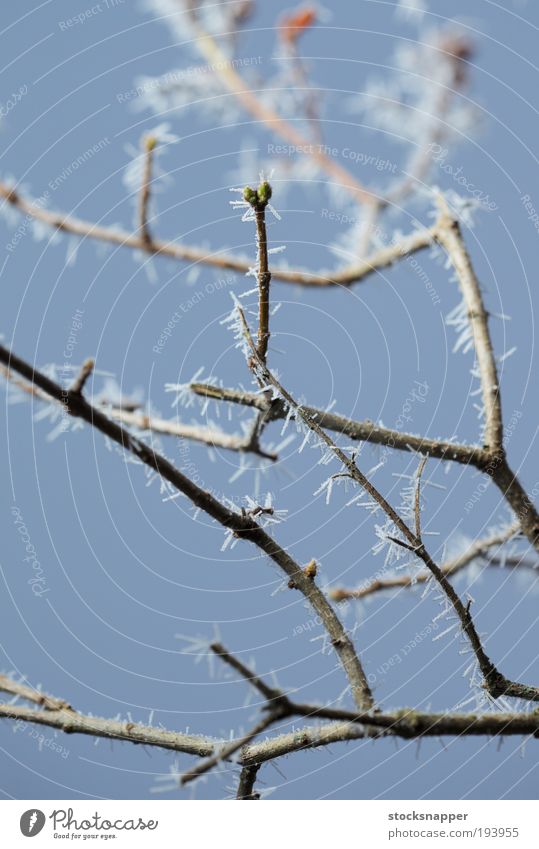 Frost Winter Branch Branchage Nature Ice crystal Snow crystal