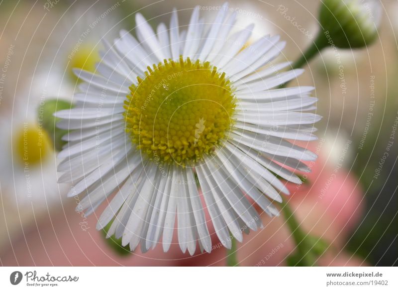 flower Flower White Yellow Near