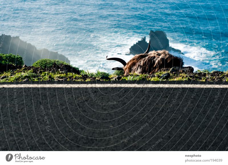 What do you think of the sea? Landscape Elements Earth Water Beautiful weather Rock Ocean Island Animal Farm animal Wild animal He-goat 1 Prompt Longing