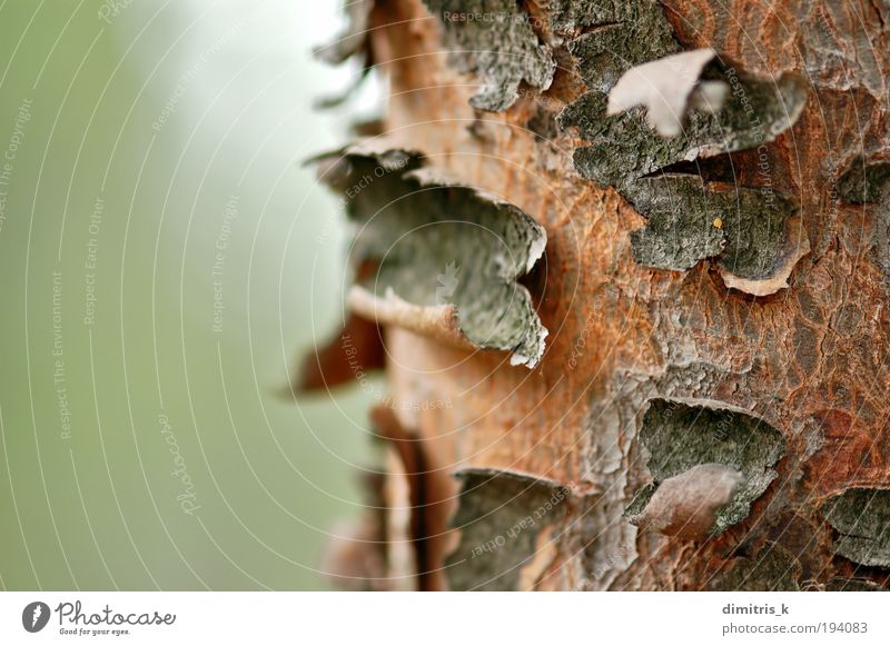 trunk macro Nature Plant Tree Natural Soft Brown Green Colour wood Consistency Background picture bark Botany peeling chipped chipping Grunge Weathered