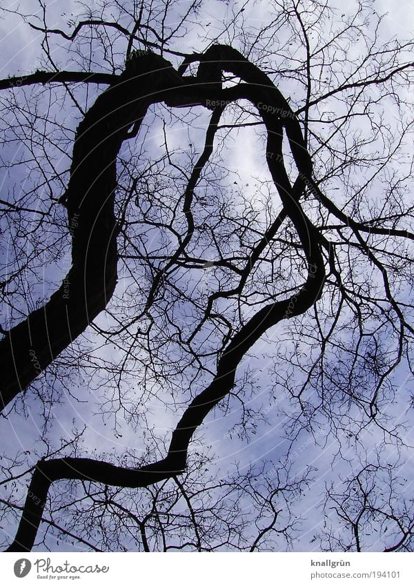 bizarre Nature Plant Sky Clouds Winter Tree Dark Blue Black White Bizarre Whimsical Colour photo Subdued colour Exterior shot Deserted Day