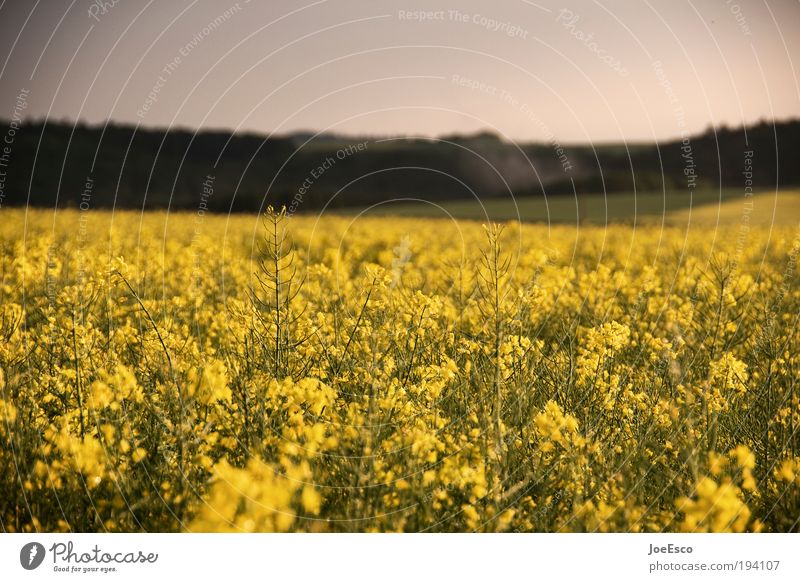 welcome to the jungle... Vacation & Travel Trip Freedom Summer Nature Landscape Plant Sky Sunlight Agricultural crop Field Hill Natural Beautiful Hesse Germany