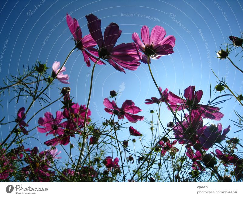 blue blue sky Nature Plant Sky Cloudless sky Spring Summer Beautiful weather Flower Blossom Blossoming Fragrance To enjoy Dream Friendliness Infinity Warmth