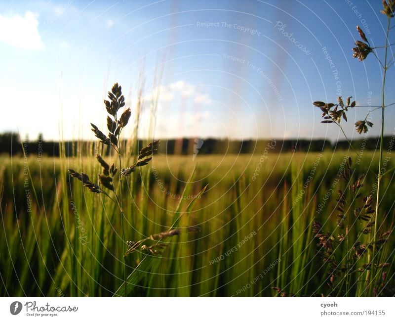 It's summer... Nature Air Sky Cloudless sky Sunlight Summer Beautiful weather Warmth Grass Field Breathe Observe To enjoy Growth Free Infinity Natural Blue Gold