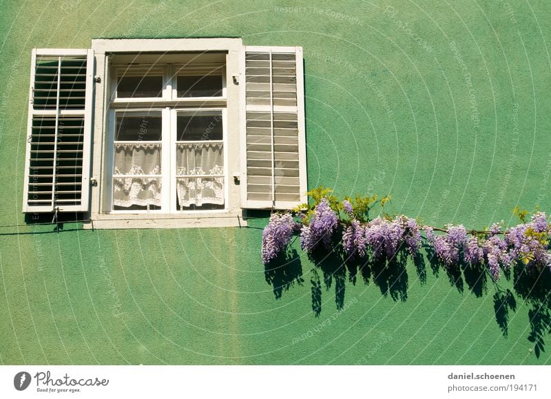 spring window Plant Spring Beautiful weather Facade Window Old Green Freiburg Freiburg im Breisgau Light Shadow