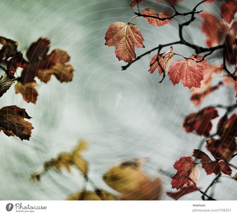 Colourful round dance Relaxation Calm Funeral service Gardening Nature Autumn Tree Leaf Twigs and branches Autumn leaves Autumnal Autumnal colours Early fall