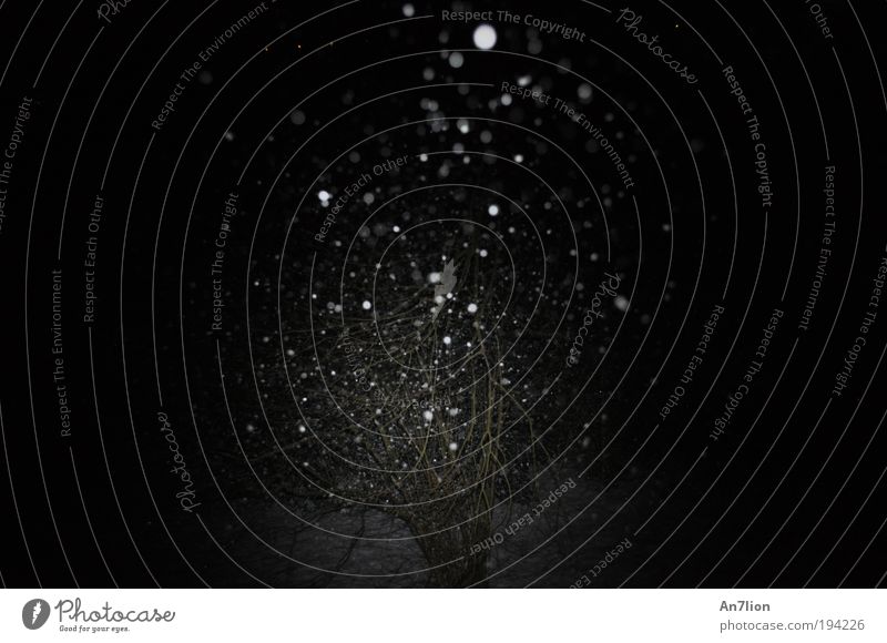 In the Night 1 Winter Snowfall Bushes Black White Subdued colour Exterior shot Experimental Deserted Flash photo Silhouette