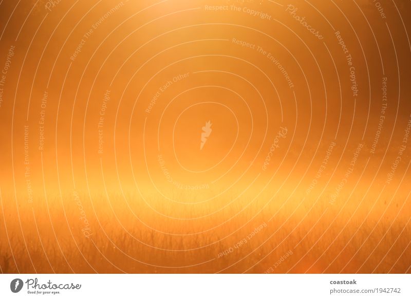 Morning haze in the coastal heath of Cuxhaven Landscape Sunrise Sunset Summer Fog Meadow Coast you Village Port City Natural Warmth Yellow Orange Hope Ambiguous