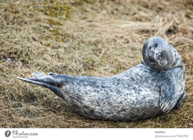 agile Animal 1 Brown Gray Flexible Seals Rotate Colour photo Subdued colour Exterior shot Close-up Deserted Copy Space left Copy Space right Copy Space top