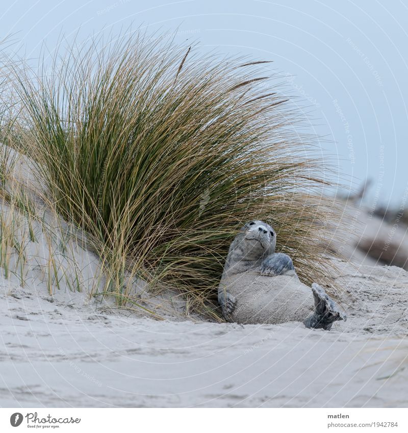 how to make one's bed Landscape Winter Beach Ocean Animal Animal face Paw 1 Lie Cool (slang) Blue Yellow Gray Green Calm Harbour seal Dune Marram grass roll