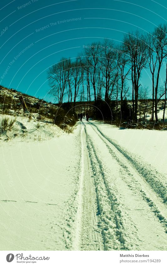 Winter Hike Ice Frost Plant Tree Forest Esthetic Gigantic Infinity Cold Kitsch Green Exterior shot Sunlight Sunbeam