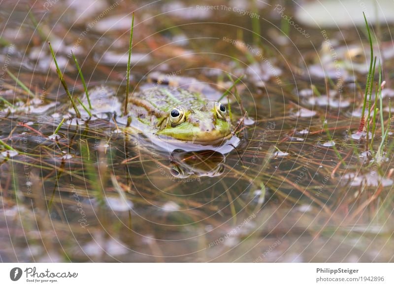 Frog at the pond Plant Water Bog Marsh Pond Lake 1 Animal Fresh clear Shallow Eyes Amphibian Day Colour photo Macro (Extreme close-up) Reflection Looking