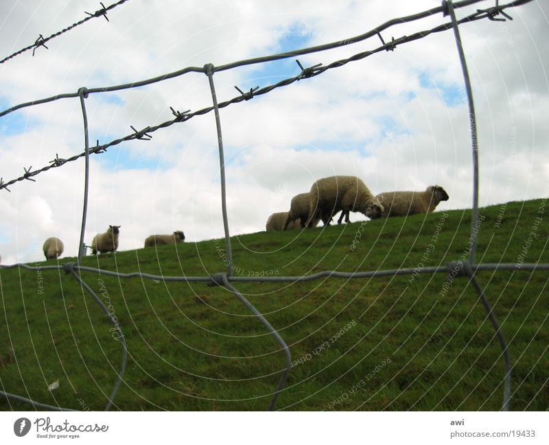 sheep Sheep Dike Fence Grass Green