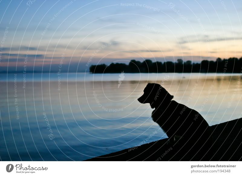 Dog sundown Nature Landscape Water Sunrise Sunset Sunlight Lakeside Bay Animal Pet 1 Far-off places Free Small Self-confident Colour photo Exterior shot