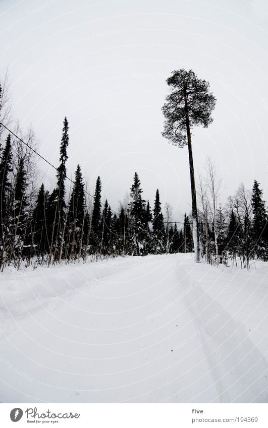 lappish cold Environment Nature Landscape Sky Clouds Winter Ice Frost Snow Plant Tree Forest Freeze Wait Infinity Cold White Lapland Finland Scandinavia Frozen