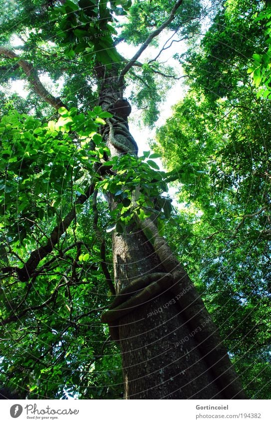 Bali Rainforest Environment Nature Plant Spring Summer Tree Leaf Exotic Treetop Liana Mangrove Leaf canopy Forest Virgin forest Asia Green Tree trunk Tree bark