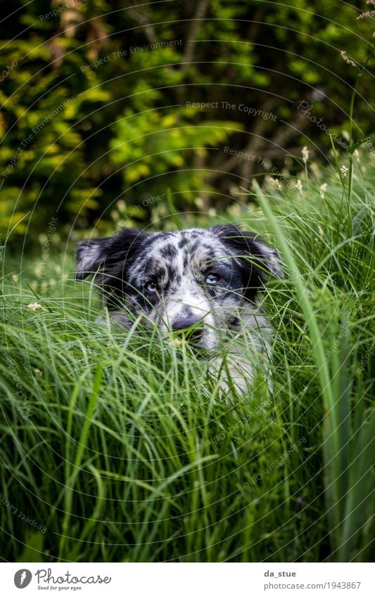 Australian Shepherd Nature Plant Animal Tree Grass Bushes Foliage plant Wild plant Garden Meadow Forest Pet Dog Animal face Pelt 1 Observe Hunting Lie Looking