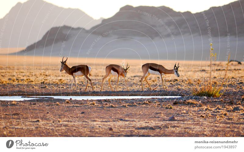 At the waterhole Adventure Freedom Safari Expedition Nature Landscape Animal Sand Water Sunrise Sunset Summer Beautiful weather Drought Hill Rock Mountain Pond