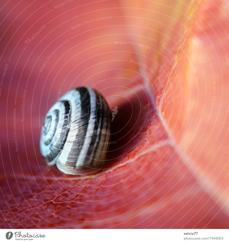 change Nature Autumn Snail Snail shell Gray Orange Red Esthetic Design Symmetry Transience Change Time Symbols and metaphors Structures and shapes Rachis