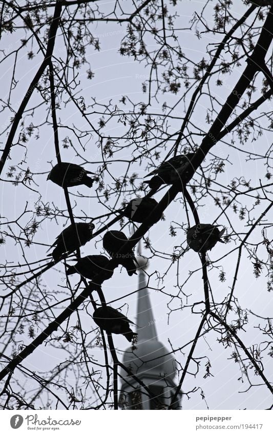 deaf pigeons Tree Garden Church Roof Animal Bird Pigeon Group of animals Feeding Black & white photo Exterior shot Dawn Contrast Shallow depth of field