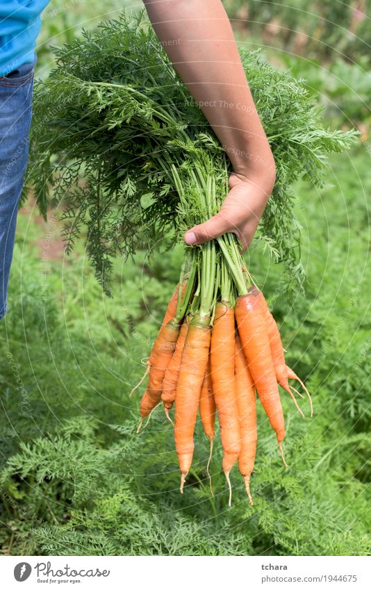 Carrots in a vegetable garden Vegetarian diet Garden Gardening Hand Nature Plant Leaf Growth Fresh Natural Clean Green Organic Farm healthy food Harvest Raw