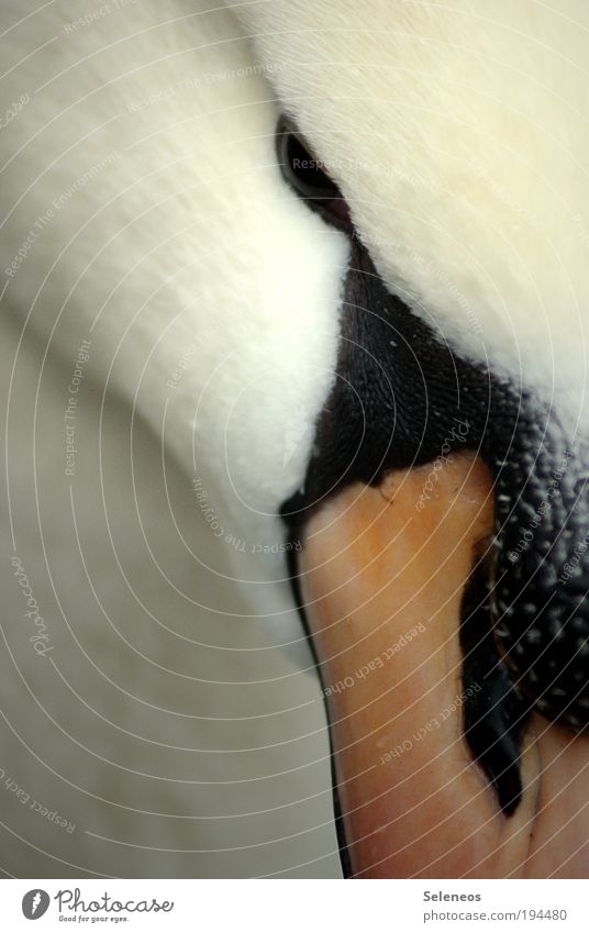 swan Nature Animal Drops of water Swan Animal face Beak 1 Esthetic Wet Beautiful Soft White Colour photo Exterior shot Close-up Detail Deserted Day Light