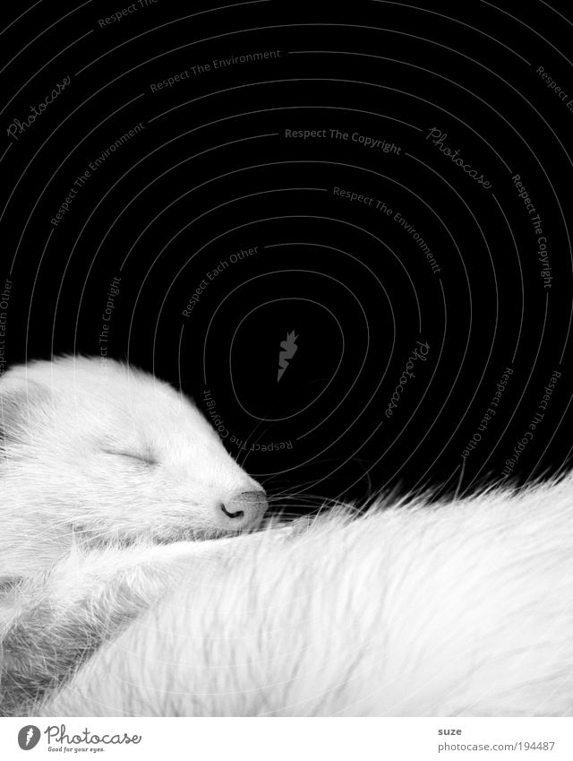 black-and-white photo Pelt Animal Pet Wild animal Lie Sleep Dream Cute Beautiful Black White Love of animals Loyalty Western polecat Marten Animal protection