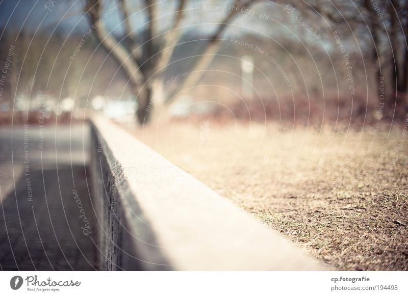 The one wall Sunlight Beautiful weather Tree Park Deserted Wall (barrier) Wall (building) Concrete Near Shallow depth of field