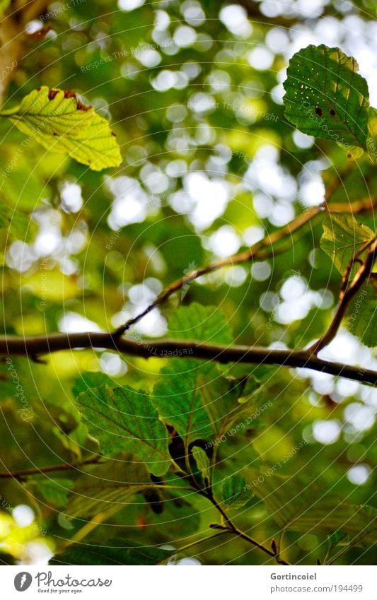 green Environment Nature Spring Summer Plant Tree Leaf Hazelnut Hazelnut leaf Park Green Patch of light Lens flare Autumnal Environmental protection