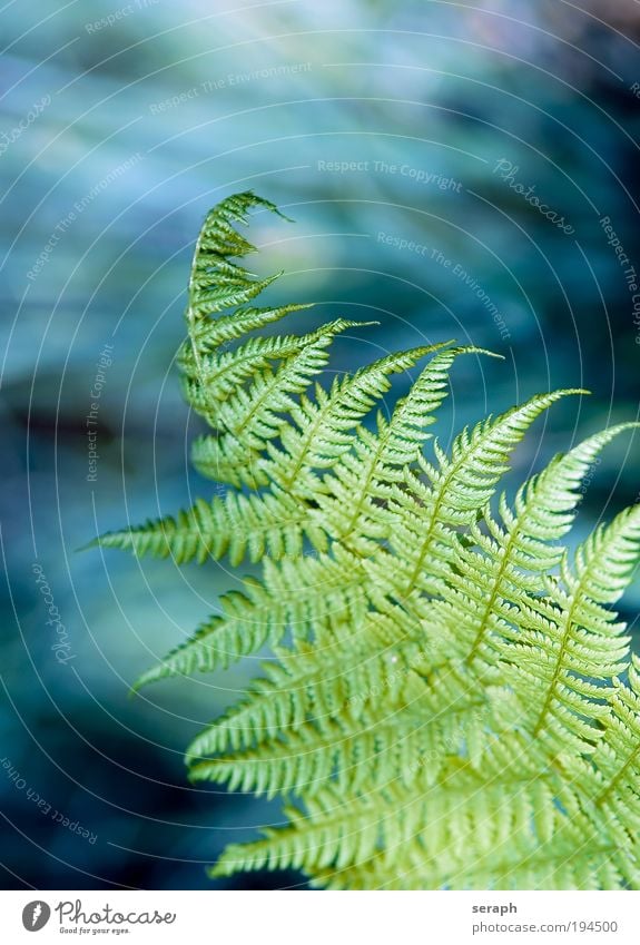 Fern Leaf Veins Blur Pteridopsida witch ladder Plant king far Nature filigree tenderly flora Botany phytology Verdant herb biology Growth spots Close-up