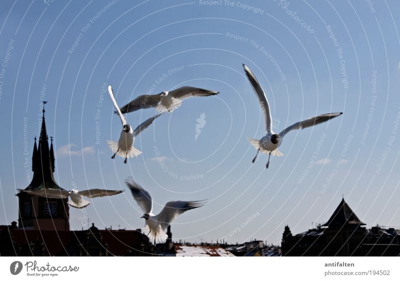 Seagulls over Prague Vacation & Travel Tourism Sightseeing City trip Winter Nature Air Sky Sun Wind Ice Frost Snow Czech Republic Town Capital city Church Dome