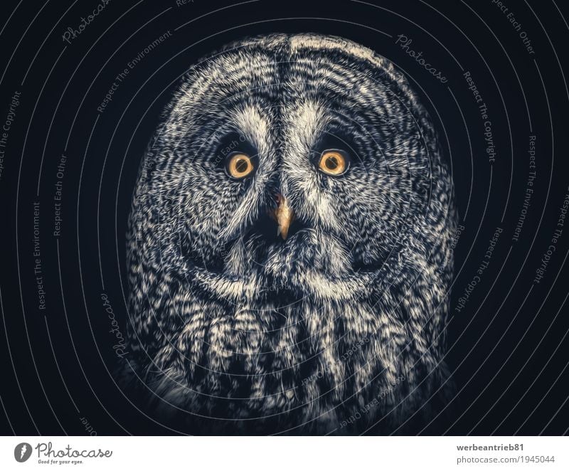 Artistic owl portrait Design Bird 1 Animal Esthetic Exceptional Elegant Exotic Free Friendliness Beautiful Natural Nerdy Curiosity Cute Retro White Contentment