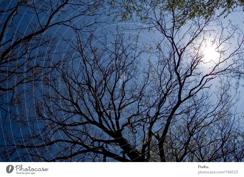 through the crown Environment Nature Plant Air Sky Cloudless sky Sun Sunlight Beautiful weather Tree Leaf Blue Treetop Flashy Blue sky Twigs and branches