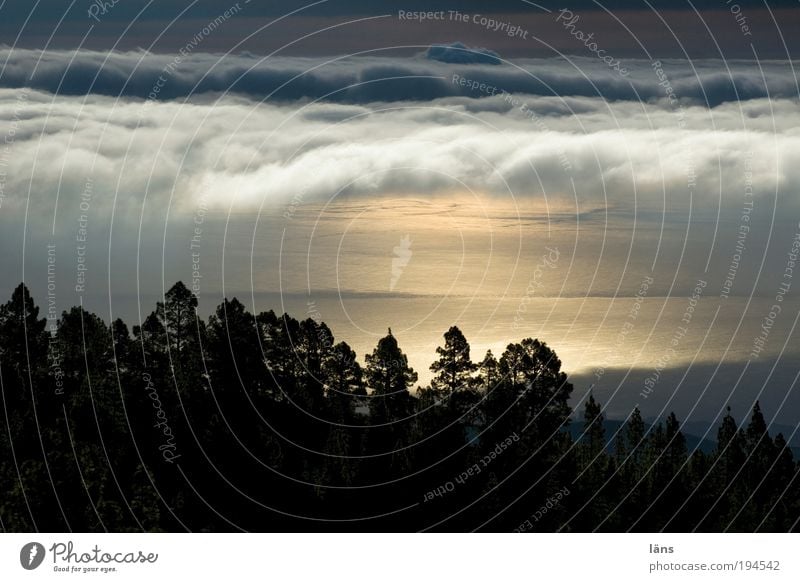 the early bird Sky Clouds Forest Mountain Ocean Esthetic Uniqueness Nature Vacation & Travel Tenerife Colour photo Exterior shot Deserted Copy Space middle