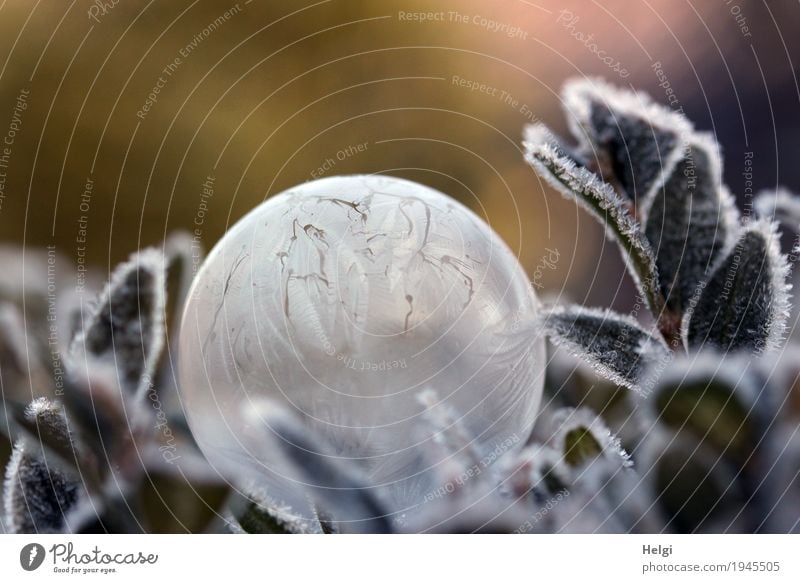 filigree ice art V Environment Nature Plant Winter Beautiful weather Ice Frost Bushes Leaf Garden Soap bubble Touch Freeze Lie Esthetic Exceptional Uniqueness