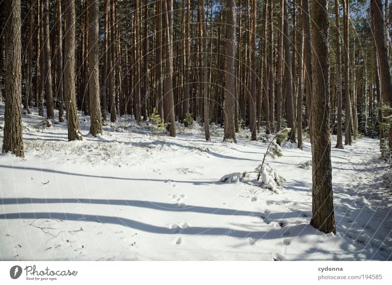 footprints Life Well-being Contentment Relaxation Calm Trip Freedom Winter vacation Hiking Environment Nature Landscape Ice Frost Snow Tree Forest Uniqueness