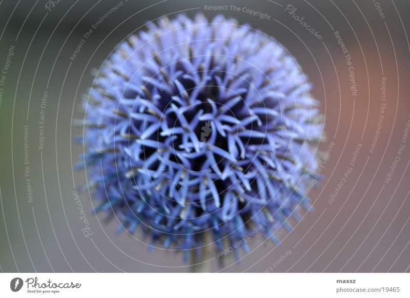 blue summer flower Summer Flower Plant Stalk Blue Macro (Extreme close-up)