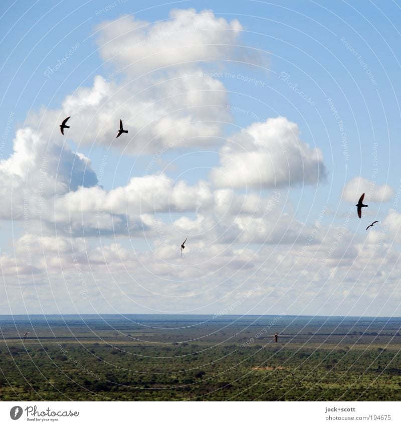 Free as a bird Far-off places Safari Nature Landscape Clouds Warmth Savannah Flying Green Authentic Eternity Exotic Freedom Ease Above Overview Hover