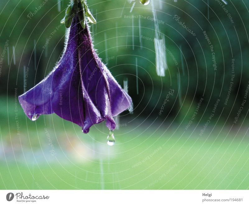 dripping wet... Environment Nature Plant Water Drops of water Summer Bad weather Rain Flower Blossom Pot plant Petunia Garden Movement Blossoming To fall Hang