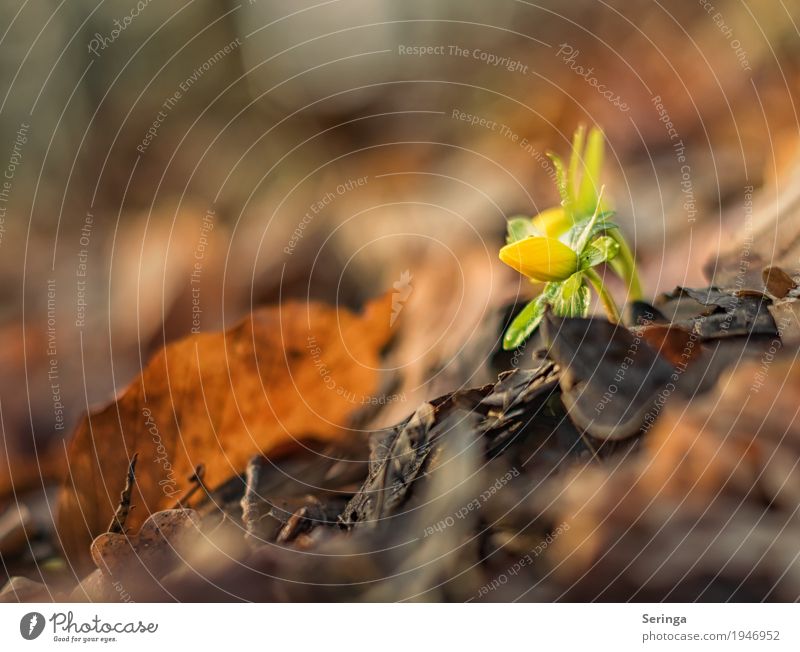 First heralds of spring Environment Nature Landscape Plant Animal Spring Winter Weather Flower Leaf Blossom Wild plant Garden Park Meadow Forest Blossoming