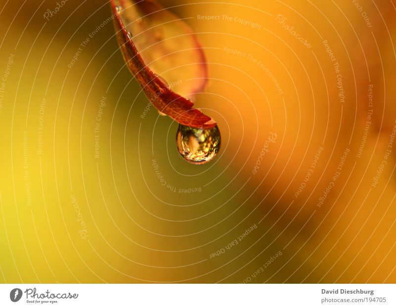 Orange world Life Harmonious Calm Nature Plant Drops of water Spring Summer Leaf Yellow Silver Dew Wet Considerable Round Colour photo Close-up Detail