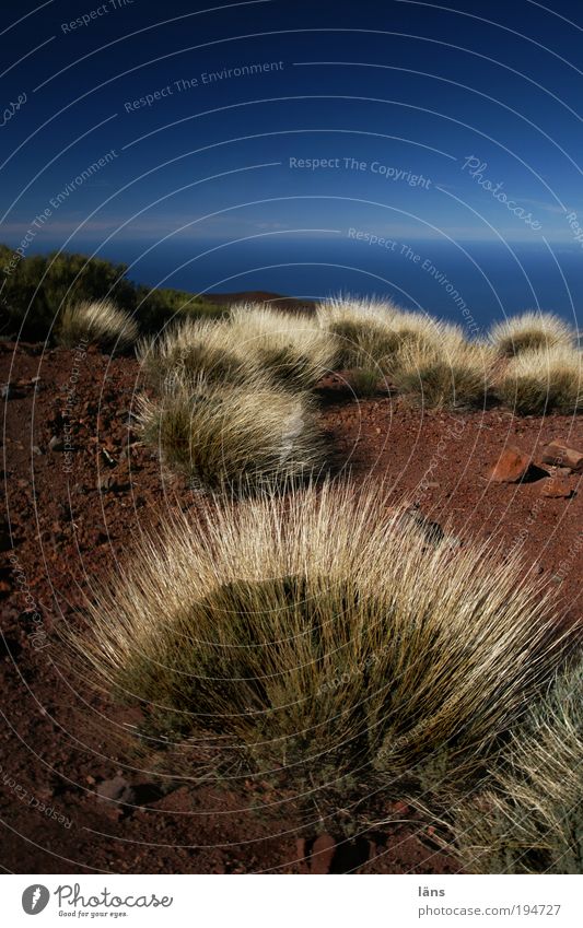 scrub Environment Nature Landscape Plant Earth Sand Air Water Sky Horizon Beautiful weather Bushes Mountain Change Tenerife Colour photo Exterior shot Deserted