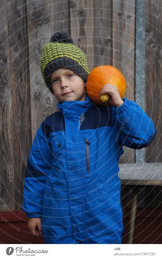 Childhood | own pumpkin harvest Masculine Infancy Human being 3 - 8 years Nature Autumn Winter Agricultural crop Garden Field Cap Authentic Simple Friendliness