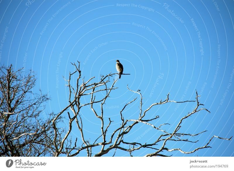 Bird! I'm here now, where are you? Tree Twigs and branches Bleak Savannah Wild animal Above Blue Loneliness Center point Neutral Background Silhouette Sunlight